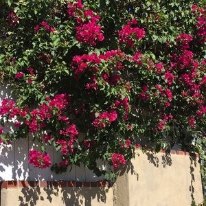 Meet your Posher, Jolene